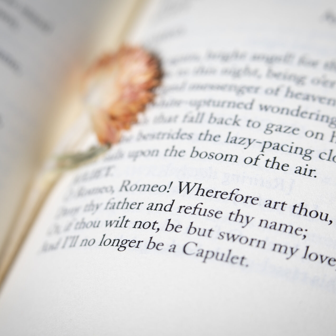 Selective focus close-up of a verse from William Shakespeare's Romeo and Juliet with a dried flower